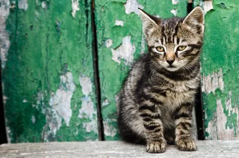 Little cat Stock Photos