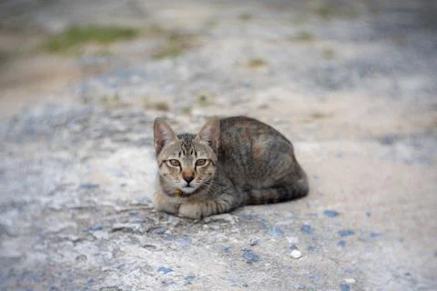 Little cat Stock Photos