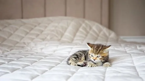 A little cat is playing on the bed. Stock Footage 198055633