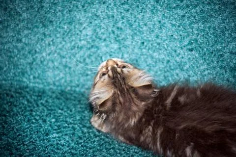 Little cat playing on the bed Stock Photos