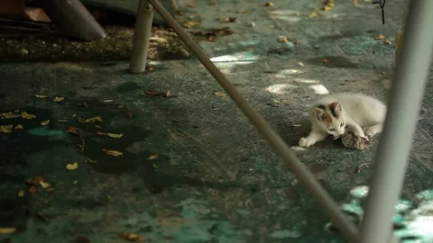 Little cat playing with bird Stock Footage 72722217