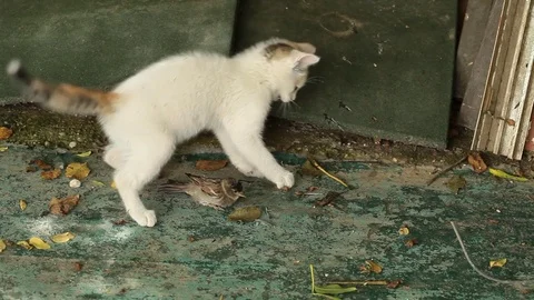 Little cat playing with bird Stock Footage 72722796