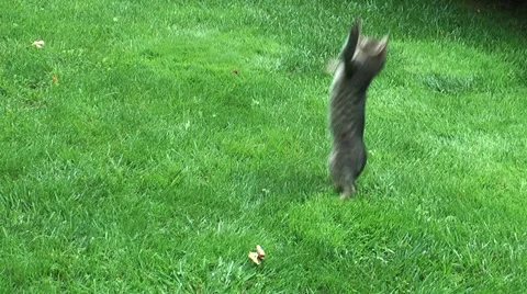 Little cat playing Stock Footage 36677708