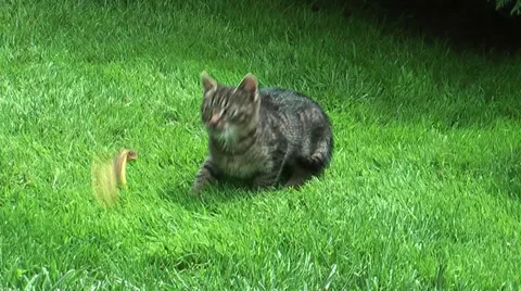 Little cat playing Stock Footage 36678243