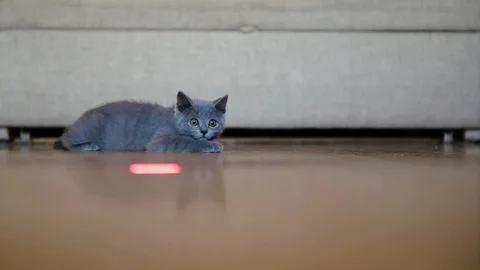 Little cat playing Stock Footage 93398736