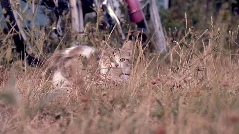 Little cat playing in the garden Stock Footage 77650233