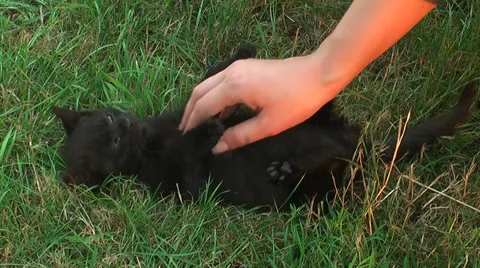 Little cat playing in the grass Stock Footage 36678239