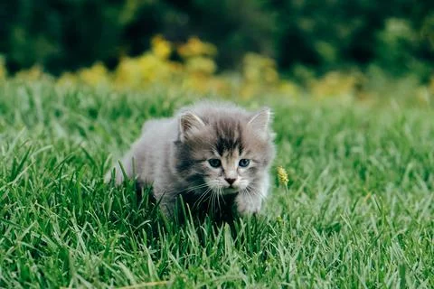 Little cat playing in the grass Stock Photos