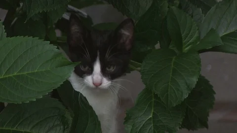 LITTLE CAT PLAYING WITH GREEN LEAFS Stock Footage 93585152