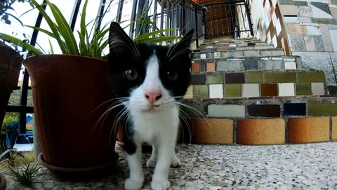 LITTLE CAT PLAYING WITH A HOLE Stock Footage 93521138