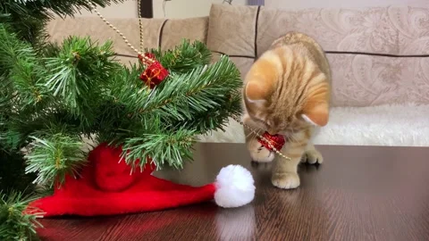 Little cat playing with red gift box on Christmas tree Stock Footage 157394396