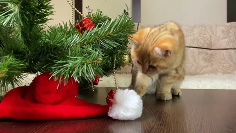Little cat playing with red gift box Stock Footage 159203393
