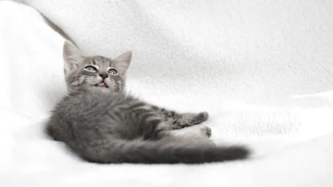 Little cat plays Stock Footage 199627431