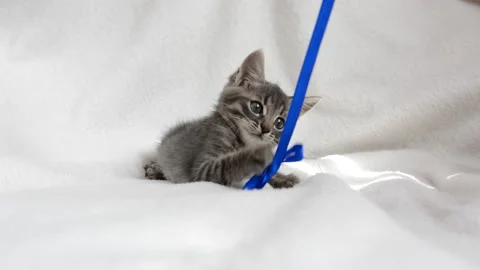 Little cat plays Stock Footage 199627440