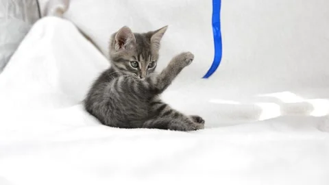 Little cat plays Stock Footage 199627441