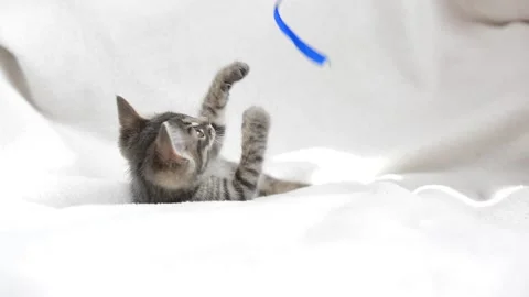 Little cat plays Stock Footage 199627442