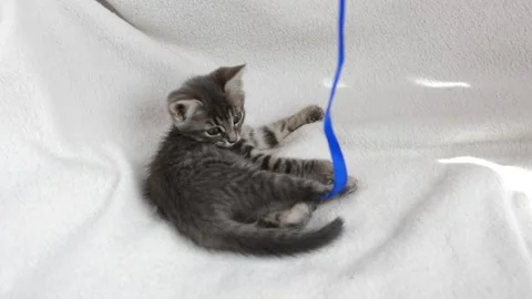 Little cat plays Stock Footage 199627517