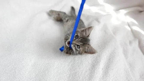 Little cat plays Stock Footage 199627525