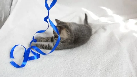 Little cat plays Stock Footage 199627526