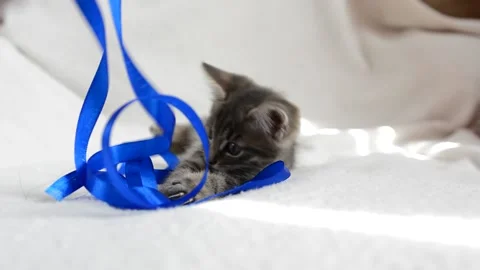 Little cat plays Stock Footage 199627528