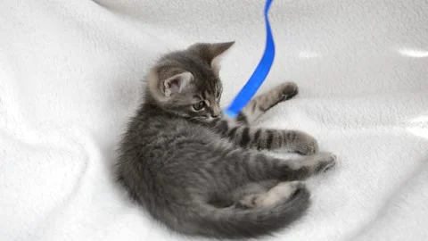 Little cat plays Stock Footage 199627578