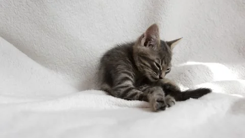 Little cat plays Stock Footage 199627618