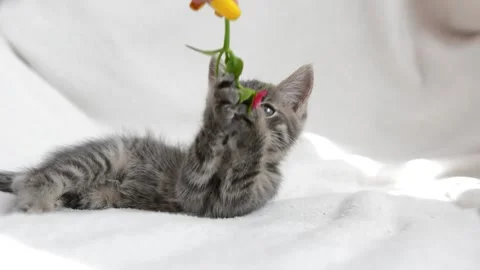 Little cat plays Stock Footage 199627620