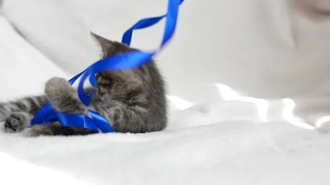 Little cat plays Stock Footage 199627626