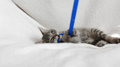 Little cat plays Stock Footage 199627685