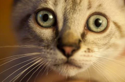 Little cat posing Foto stock