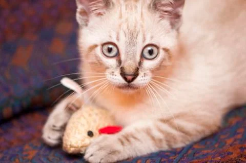 Little cat posing Stock Photos