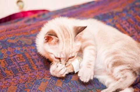 Little cat posing Fotos de archivo