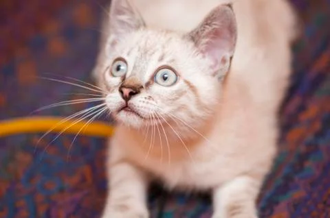 Little cat posing Stock Photos