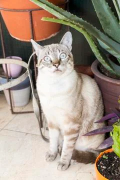 Little cat posing 写真素材