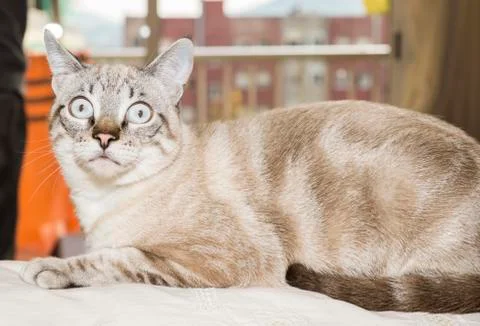 Little cat posing Stock Photos