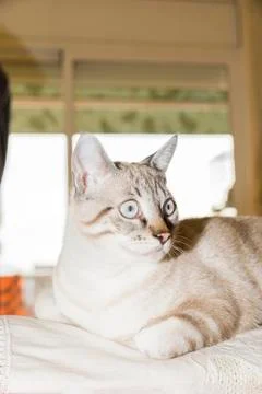 Little cat posing 写真素材