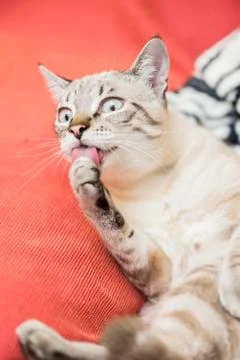 Little cat posing Stock Photos