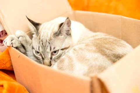 Little cat posing Stock Photos