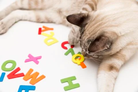 Little cat posing Stock Photos