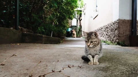 Little cat running away Stock Footage 129749355