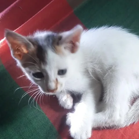 The little cat is sitting. Stock Footage 305396903