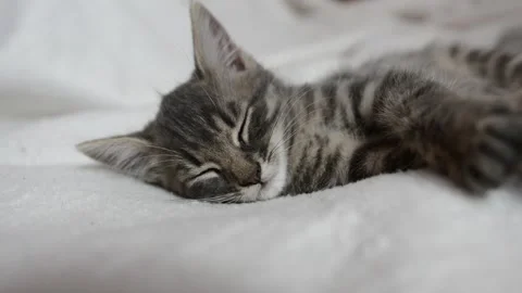 Little cat is sleeping Stock Footage 199627682
