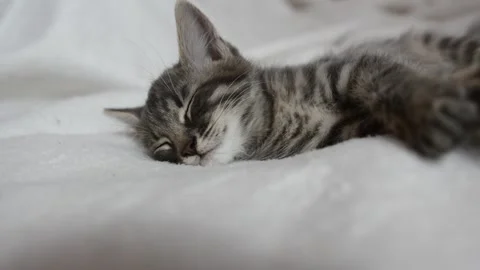 Little cat is sleeping Stock Footage 199627683