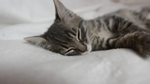Little cat is sleeping Stock Footage 199627688