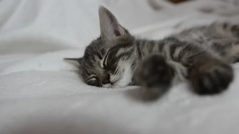 Little cat is sleeping Stock Footage 199627698
