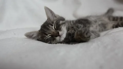 Little cat is sleeping Stock Footage 199627715