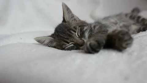 Little cat is sleeping Stock Footage 199627717