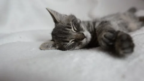 Little cat is sleeping Stock Footage 199627718