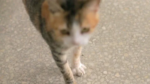 Little cat stretchs itself Close-up Video stock 27172761