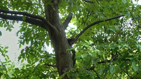 A little cat is stuck on a tree and can't get down Stock Footage 202259139